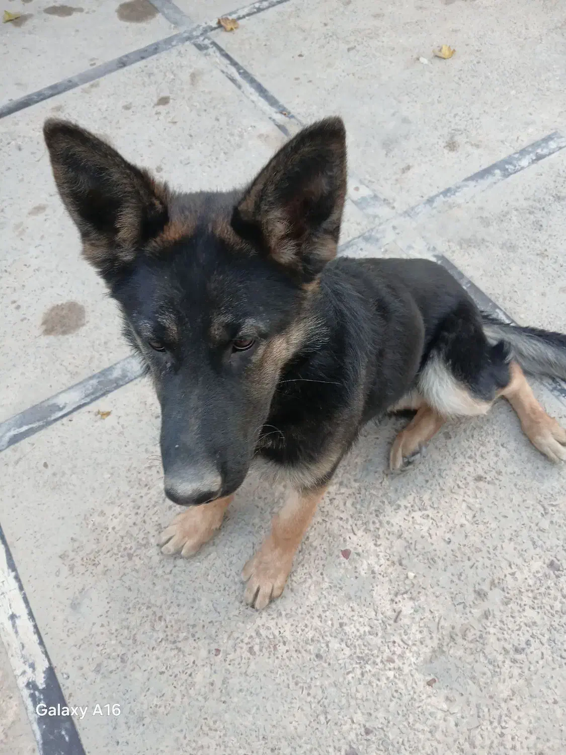 سگ ژرمن|سگ|پلنگ آباد, |دیوار