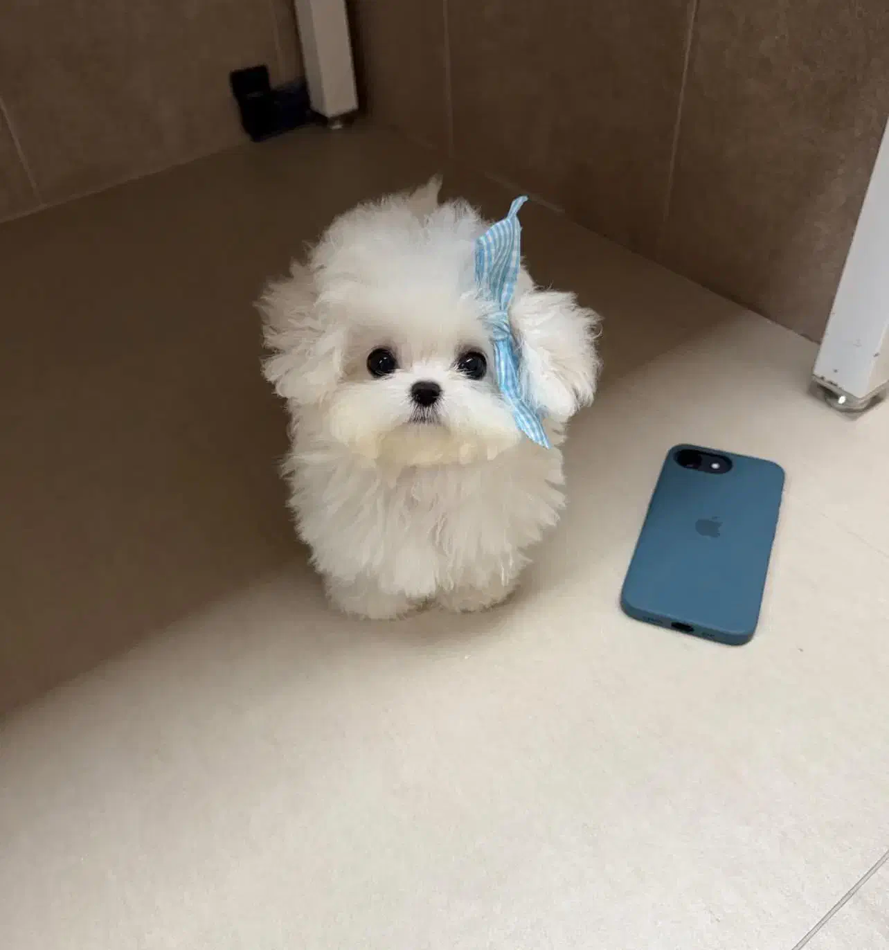 هاپو فنجونی|سگ|اردبیل, |دیوار