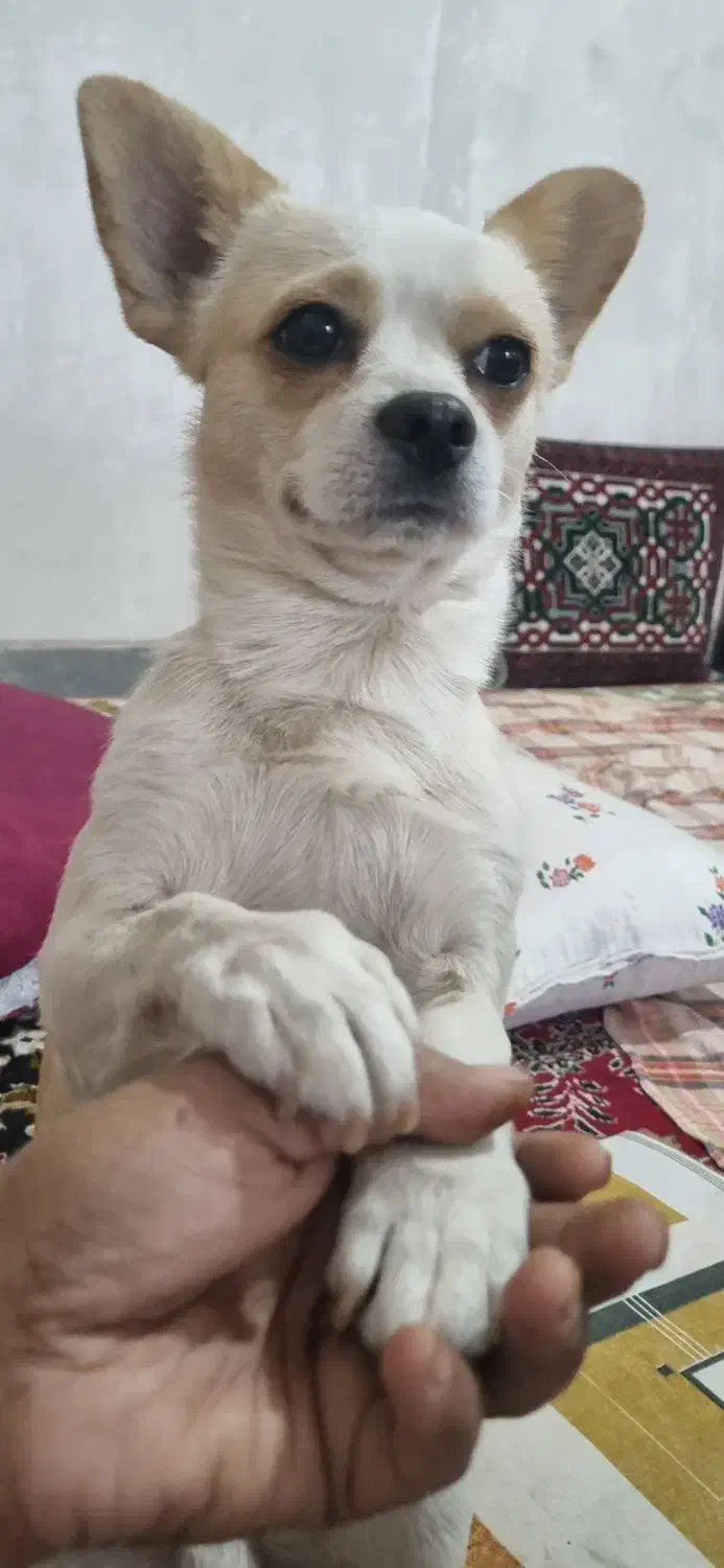 توله شی واوا  نر|سگ|فولادشهر, C5|دیوار