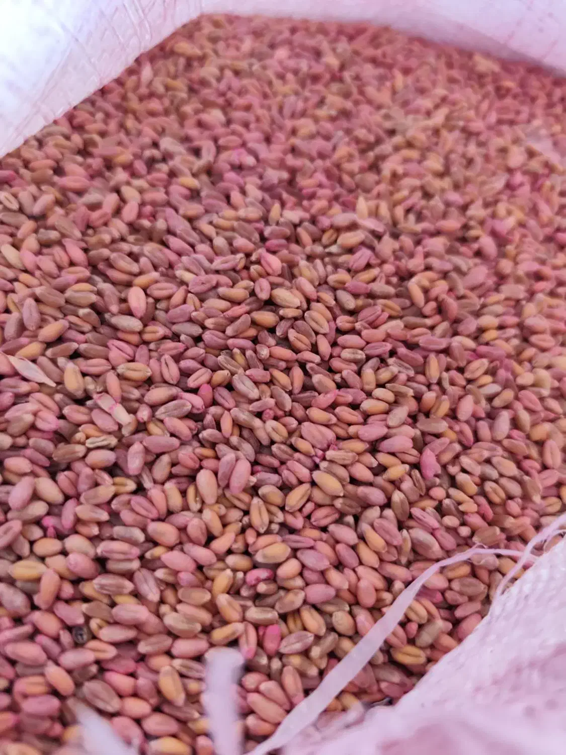 فروش گندم آبی دروم|خدمات باغبانی و درختکاری|بیلوار, |دیوار