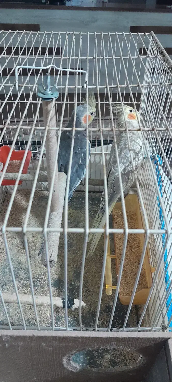 عروس هلندی همراه با جوجه|پرنده|مشهد, شهید بصیر|دیوار