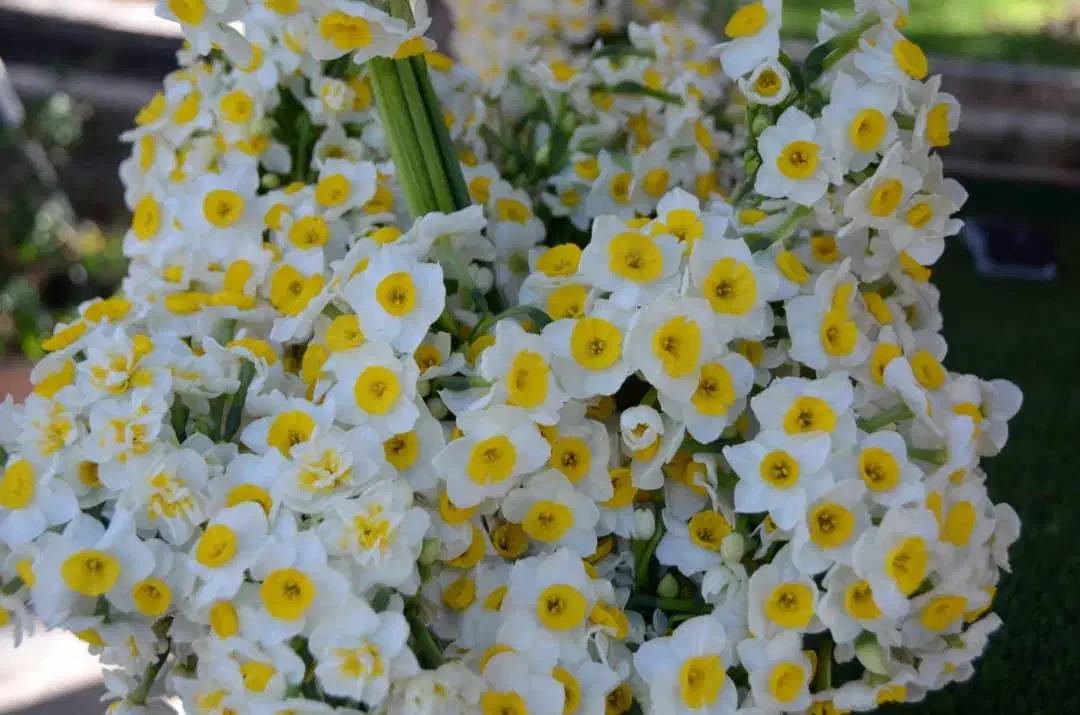 گل نرگس|گل و گیاه طبیعی|یاسوج, |دیوار