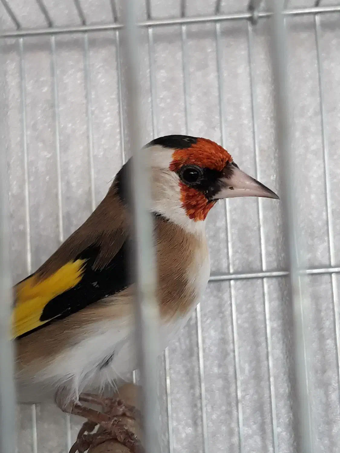 سهر قناری|پرنده|شیراز, کیان شهر|دیوار