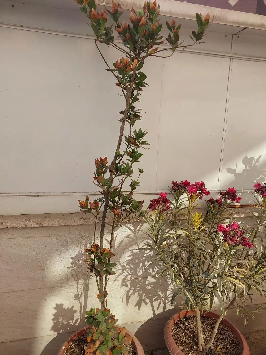 گل و نهال|گل و گیاه طبیعی|ری, فیروزآبادی|دیوار