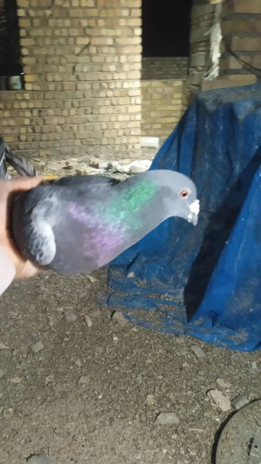 کفتر گوک|پرنده|ایرانشهر, |دیوار