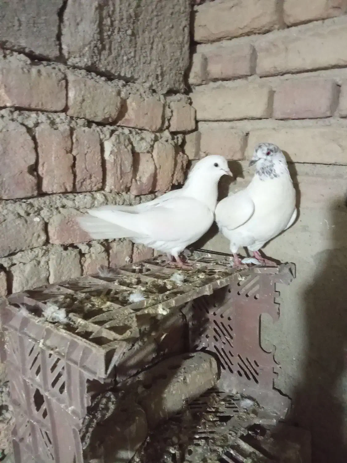 1 جفت کبوتر پرشی|پرنده|سلماس, |دیوار