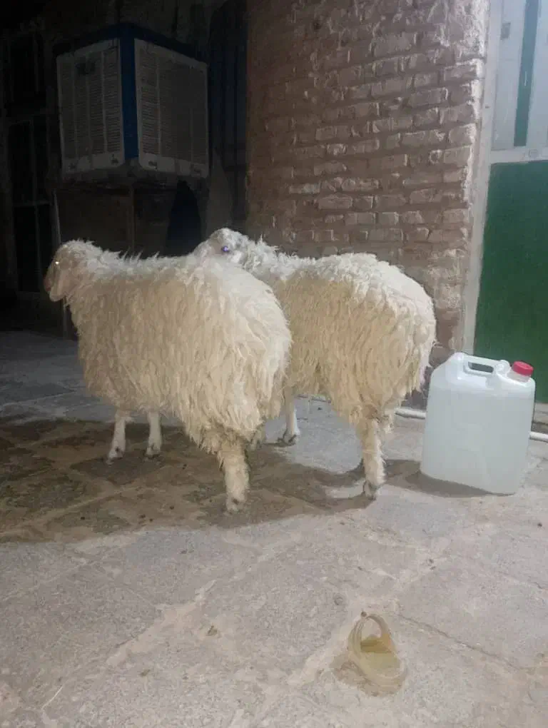 خرید|حیوانات مزرعه|خاش, |دیوار