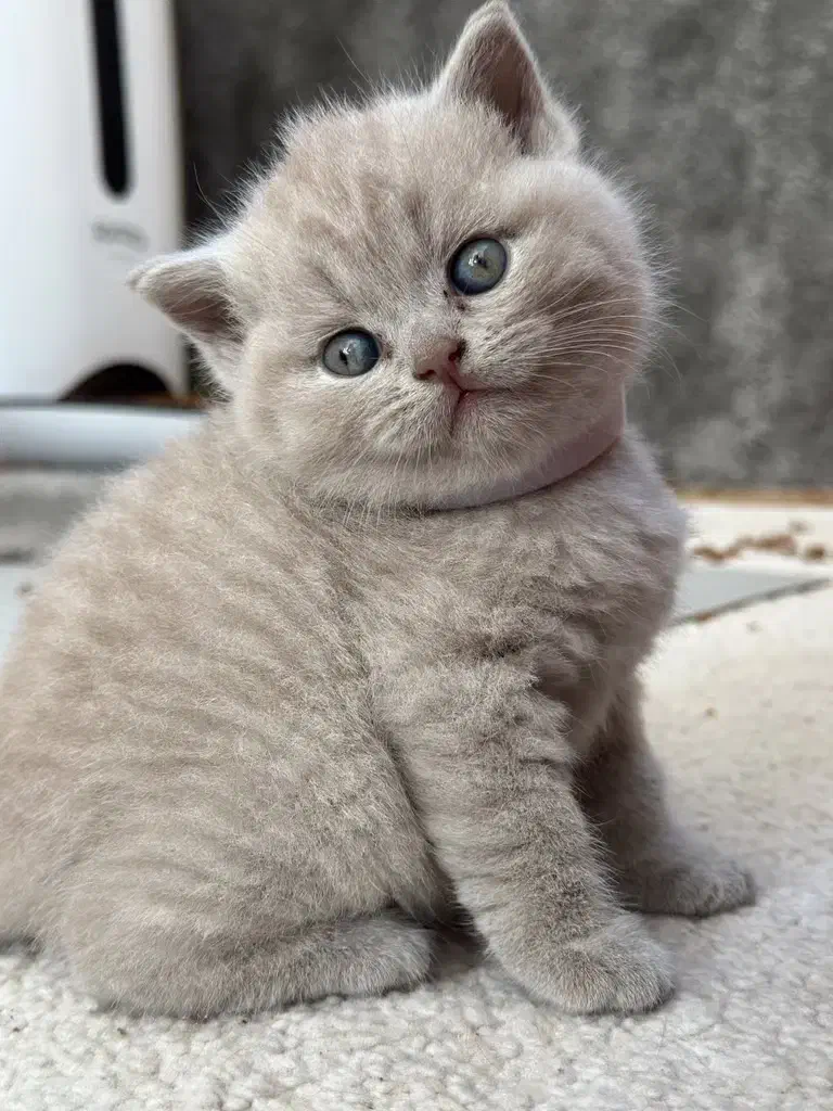 بچه گربه های بریتیش لیلاک|گربه|شیراز, شهرک سراج|دیوار