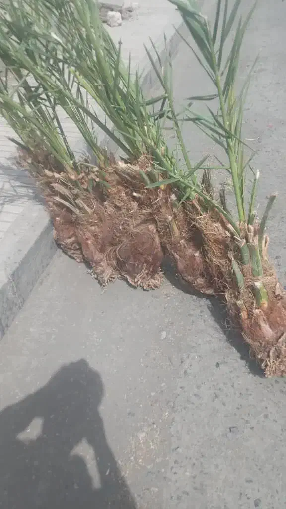 فسیل کلوته ومرداسنگ موجود|گل و گیاه طبیعی|جیرفت, |دیوار