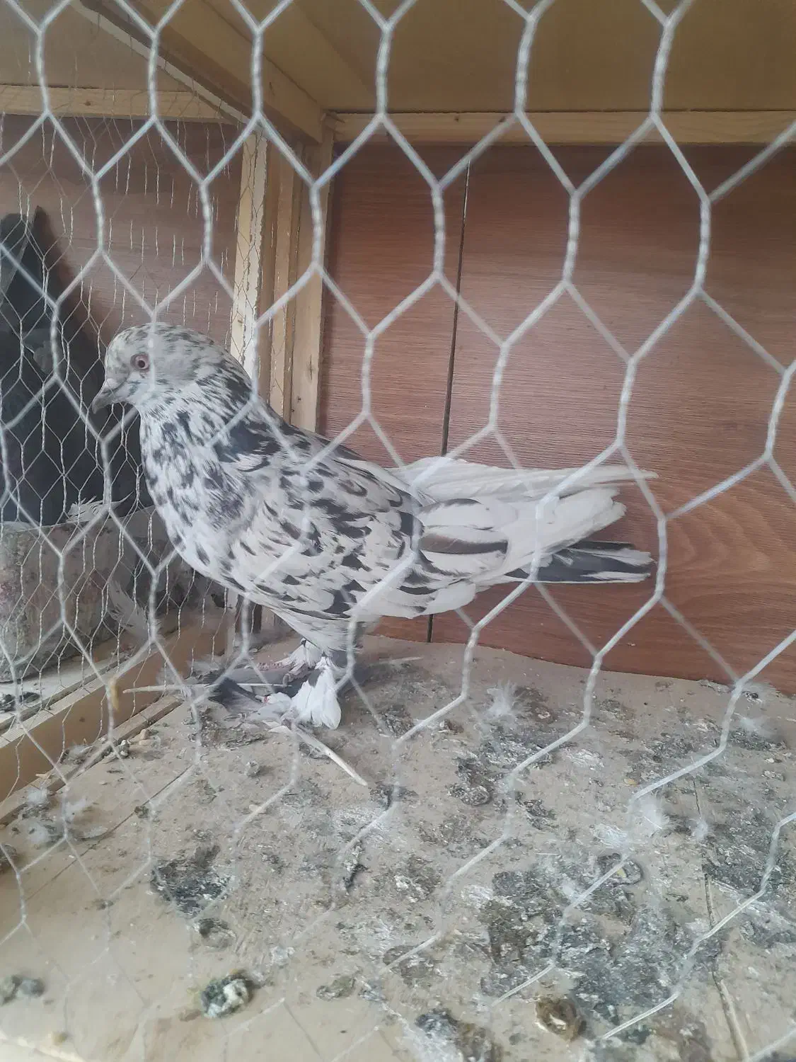 چند عدد کبوتر خوب و ی جفت پشت دار نوک ریز|پرنده|بهارستان, |دیوار