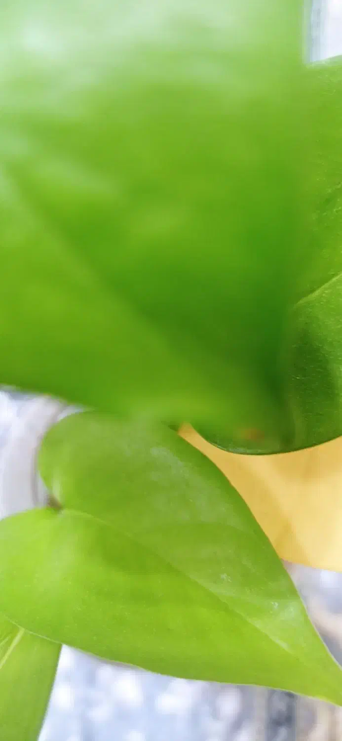 زمین شالی|فروش زمین و ملک کلنگی|رشت, پیرکلاچای|دیوار