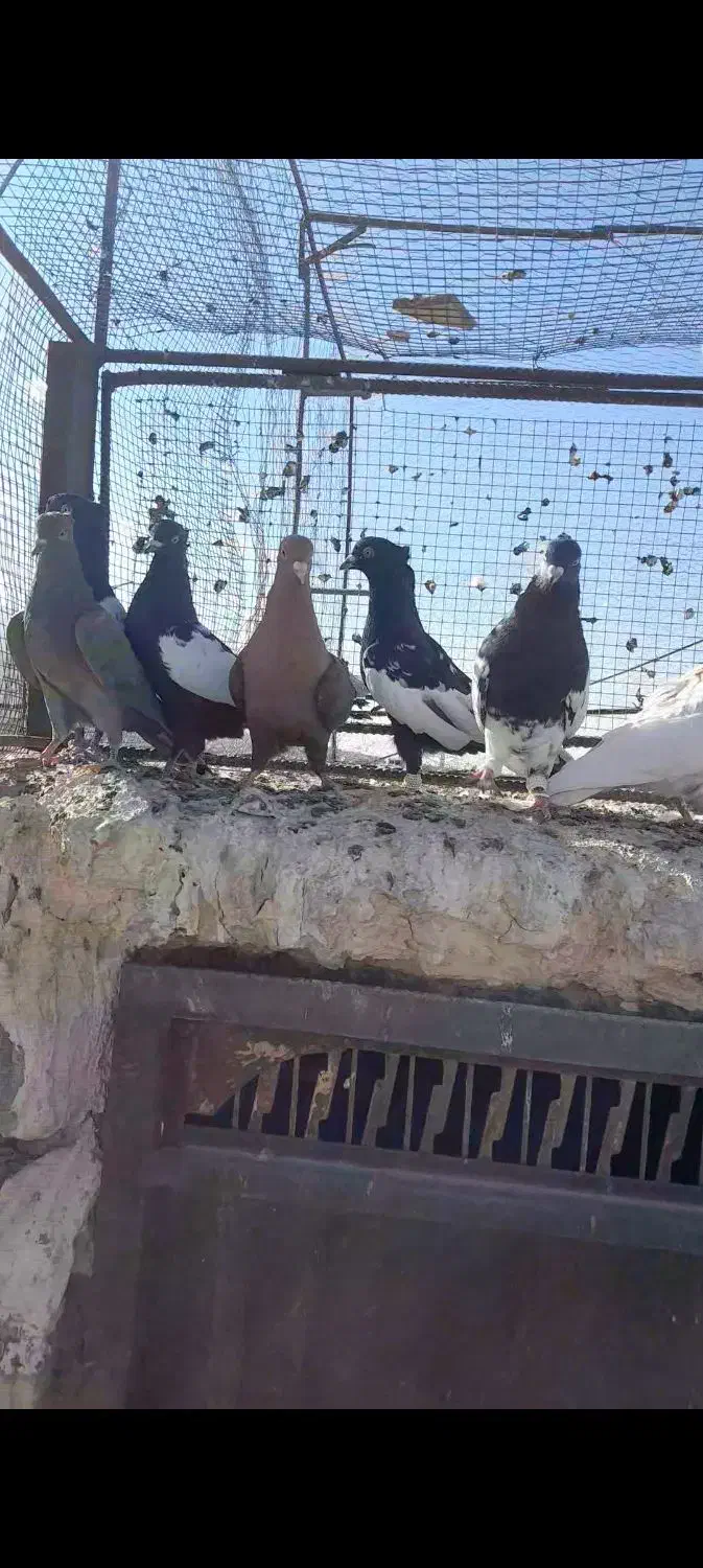 16عددکفتر بهبهونی هوایی|پرنده|رونیز, |دیوار