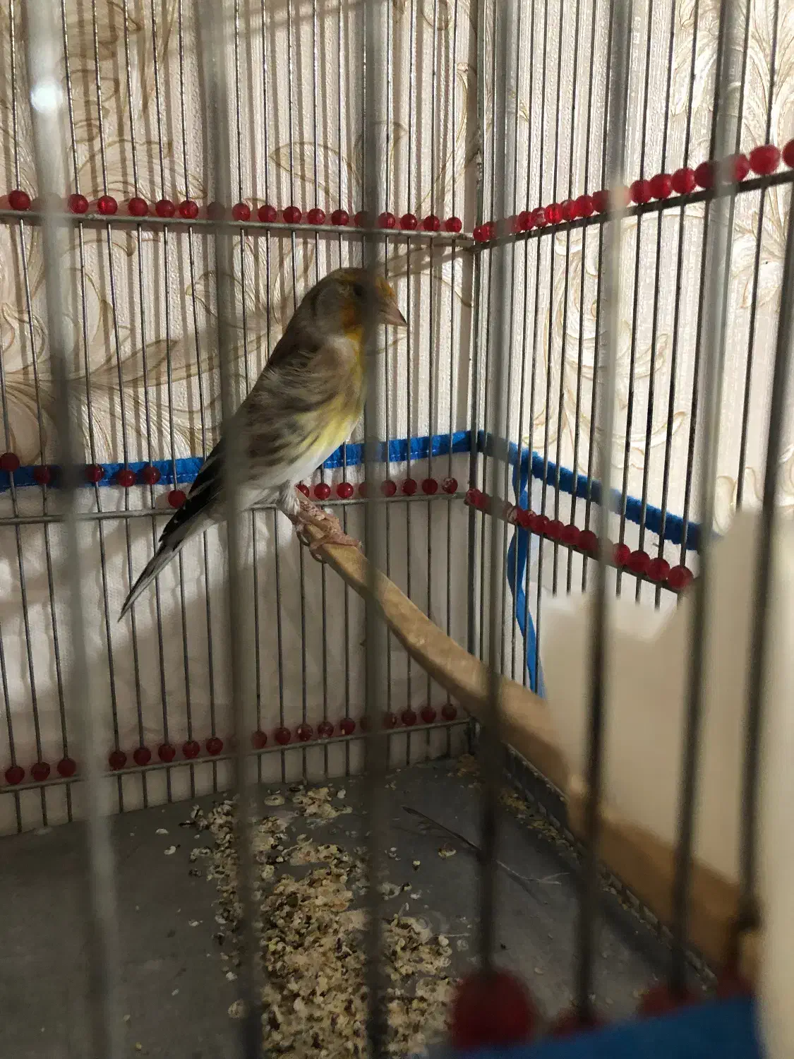 سهره قناری|پرنده|سرپل ذهاب, |دیوار