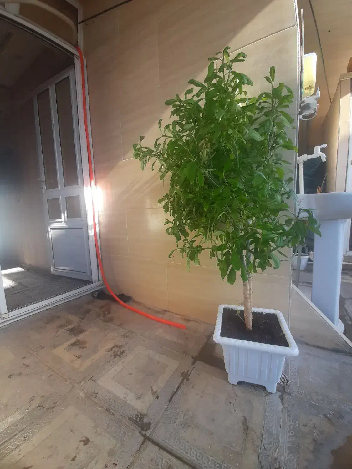 درختچه طبیعی مناسب سالن و مغازه|گل و گیاه طبیعی|ایوان, |دیوار