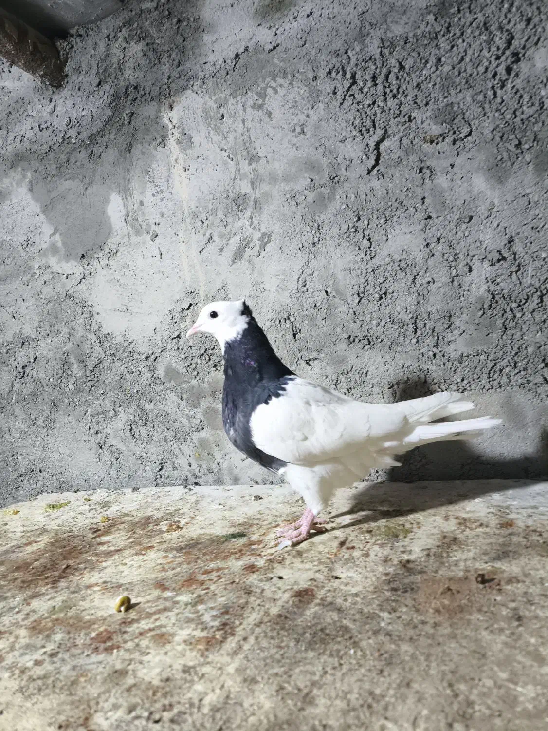 طوقی|پرنده|جرقویه, |دیوار