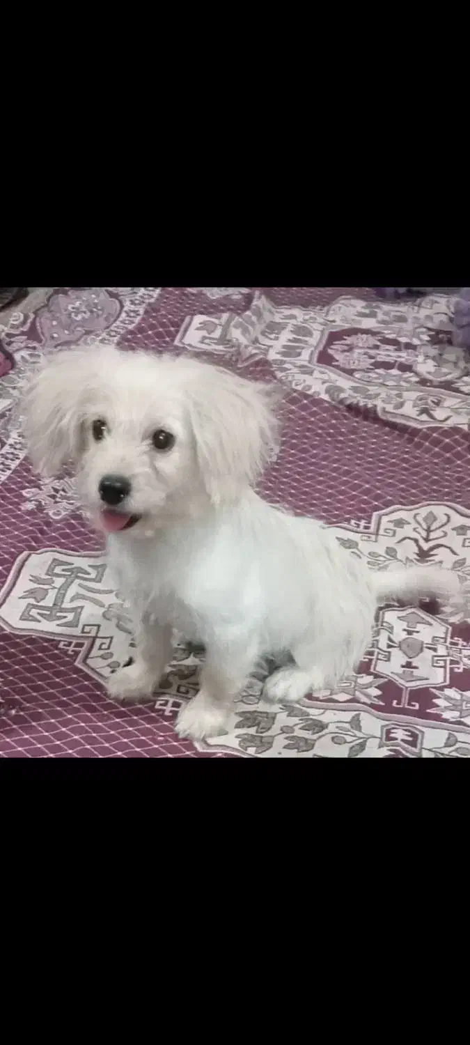 گم شده|حیوانات|بندر گناوه, |دیوار