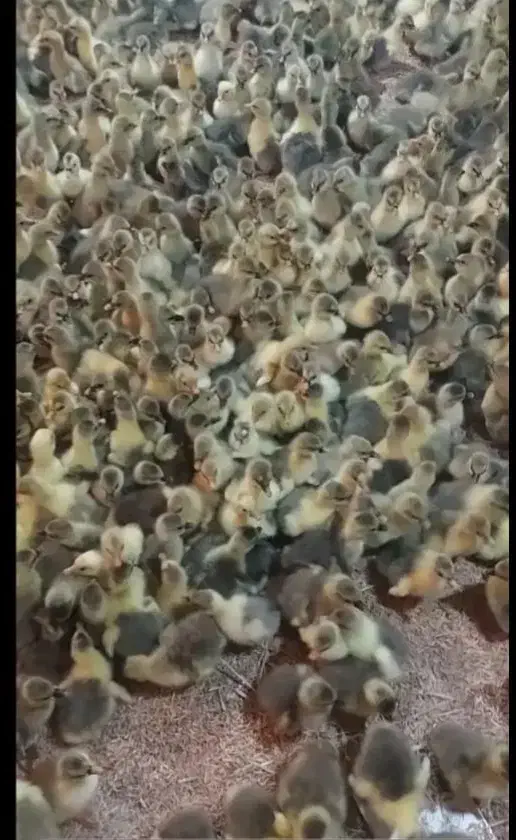 فروش جوجه غاز عمده|حیوانات مزرعه|سنندج, |دیوار