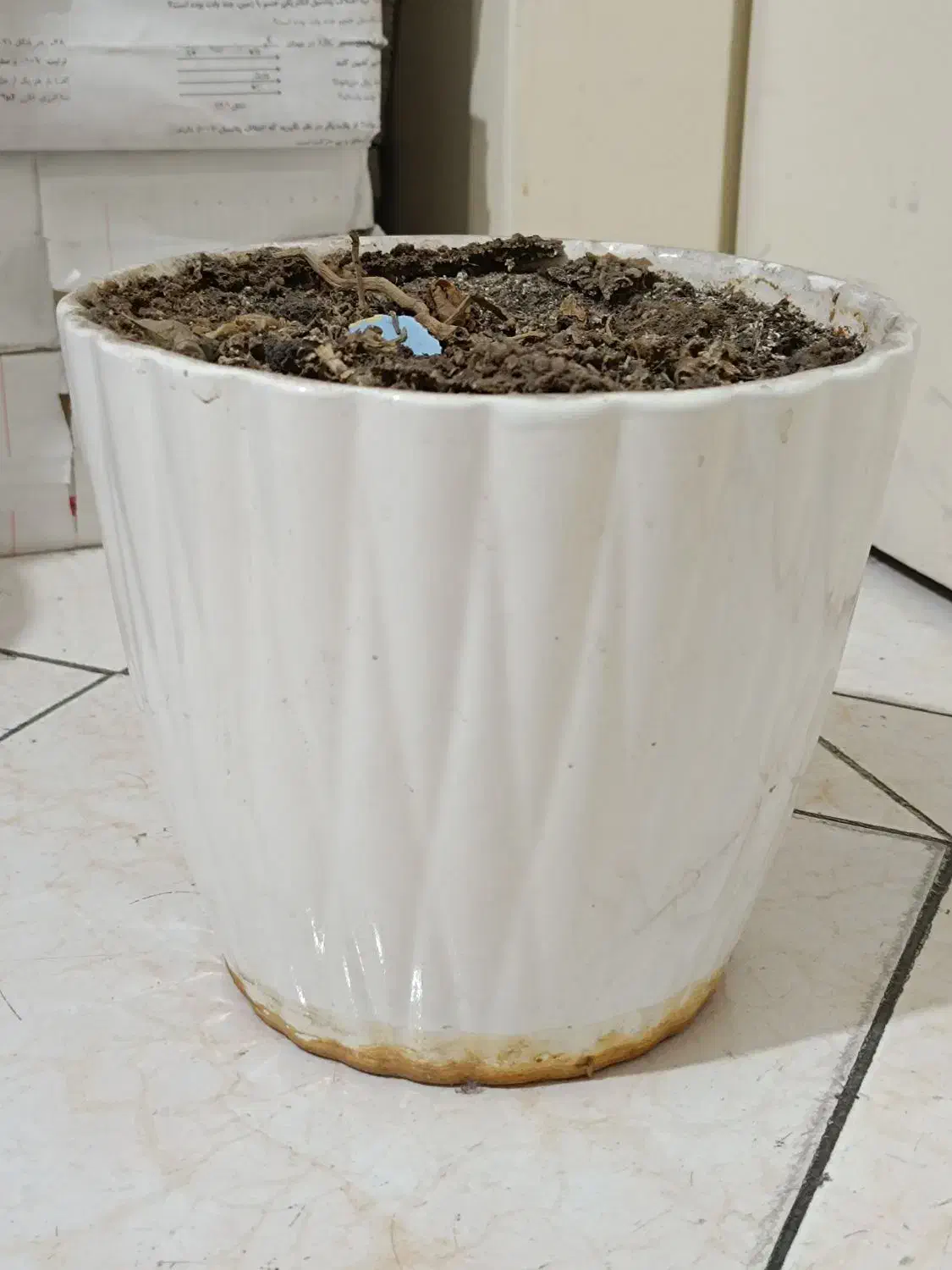 گلدان|گل و گیاه طبیعی|تهران, فردوسی|دیوار