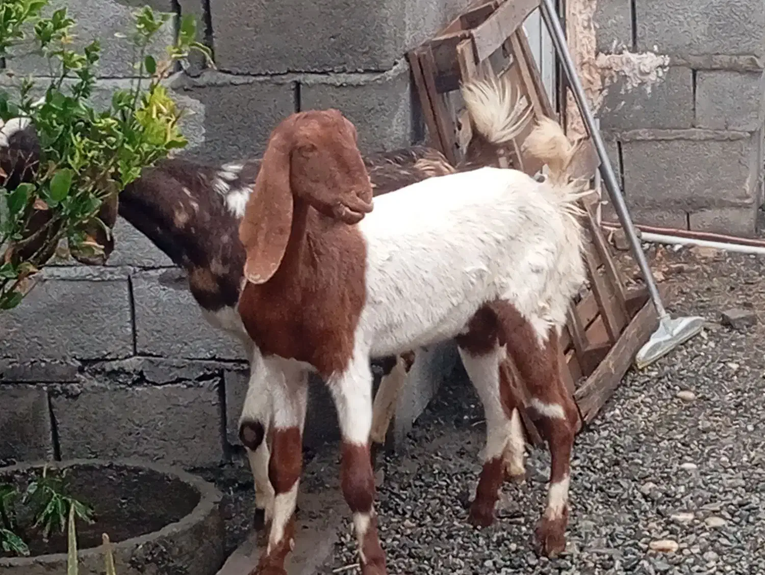 بزکل|حیوانات مزرعه|جیرفت, |دیوار