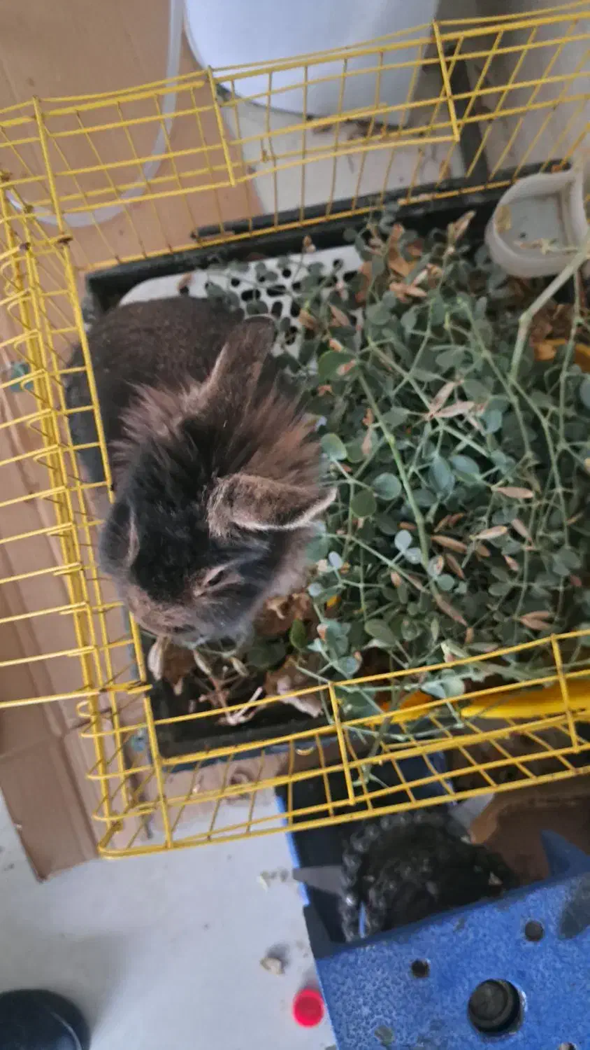 خرگوش لوپ اصیل|موش و خرگوش|اردبیل, |دیوار