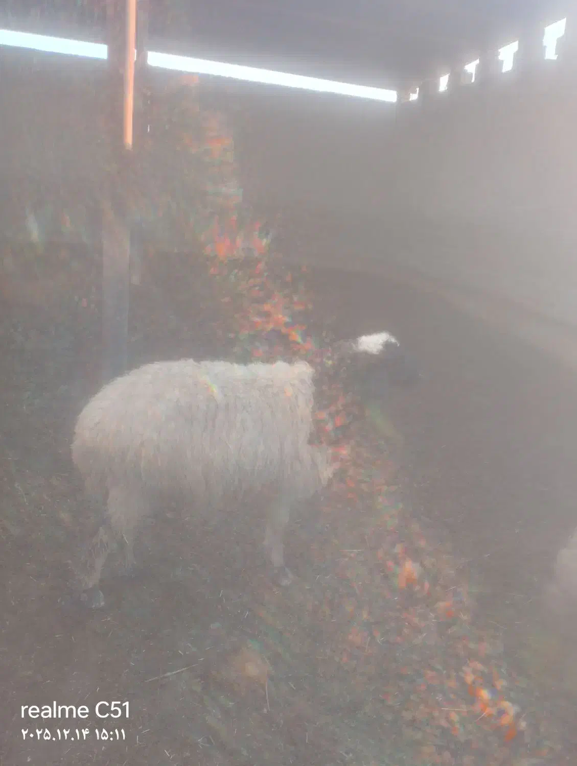 گوسفند میش|حیوانات مزرعه|رامهرمز, |دیوار