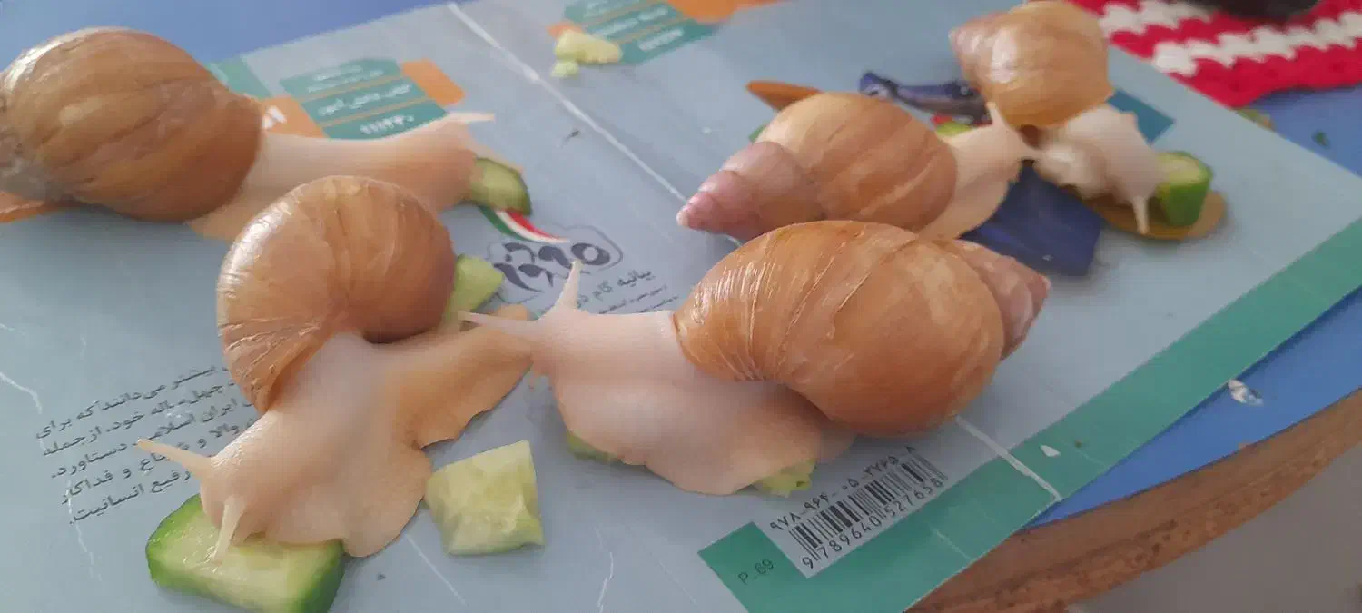 حلزون|خزنده|شیروان (خراسان), |دیوار