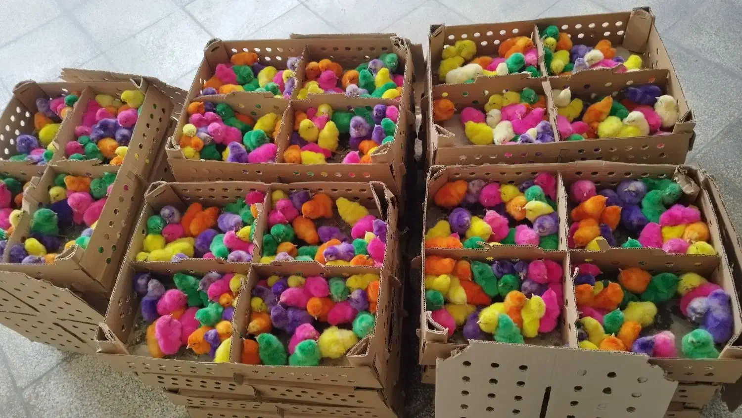 پخش جوجه رنگی|حیوانات مزرعه|گرگان, |دیوار