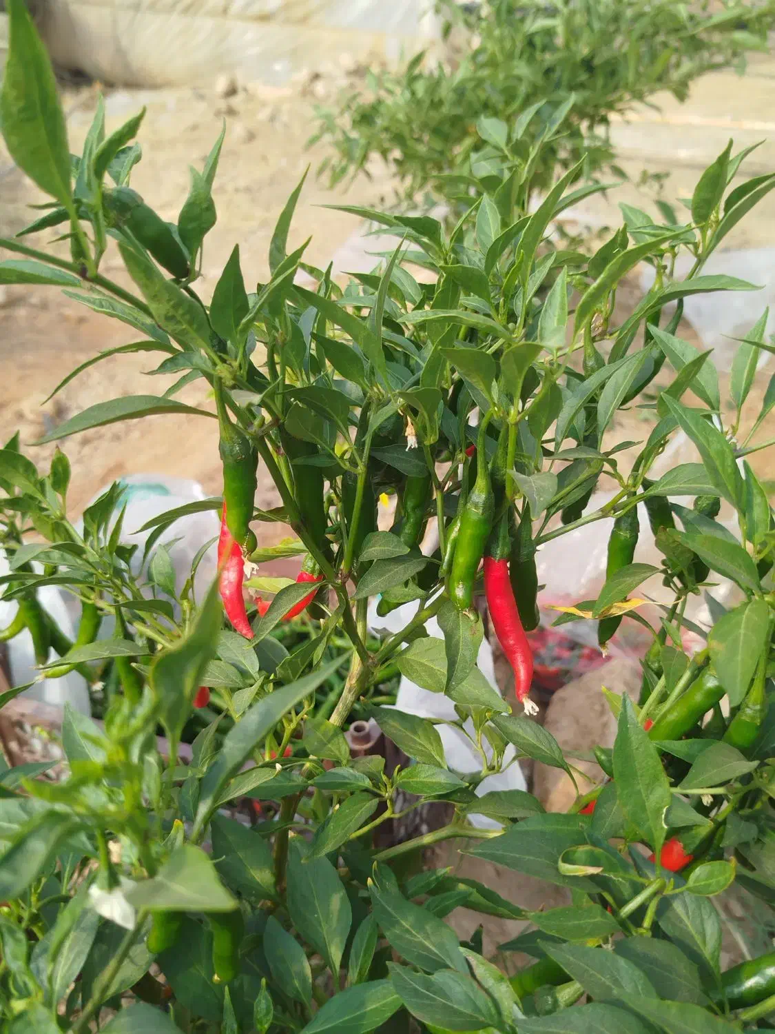 فلفل شمشیری تنددرجه یک|عمدهفروشی|جهرم, |دیوار