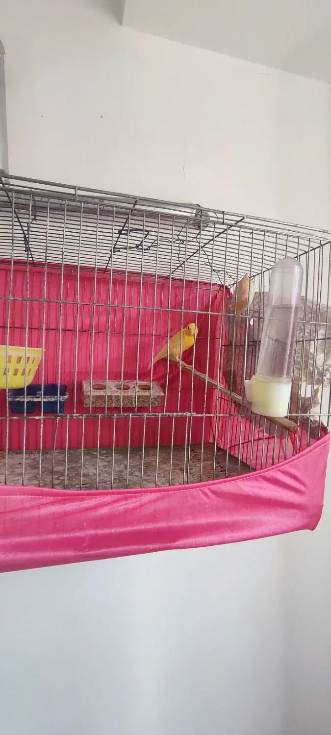 قناری موزائیکی|پرنده|مشگین شهر, |دیوار