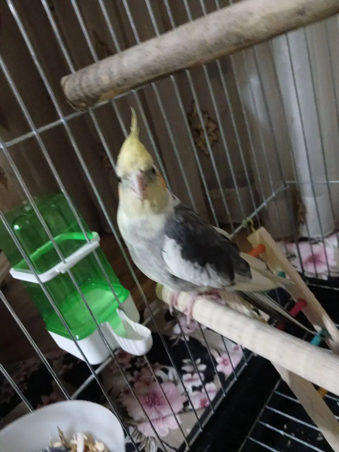 عروس هلندی دوتا نر سخنگو|پرنده|شیراز, هفت تنان|دیوار