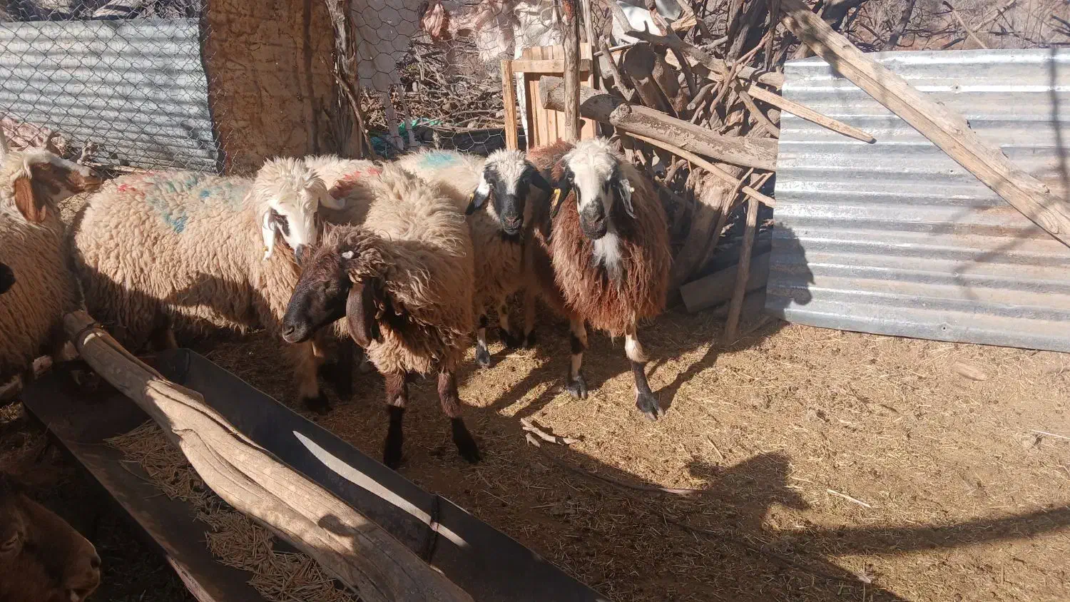 ۱۲عددکاورشیرازی.رابر|حیوانات مزرعه|رابر, |دیوار