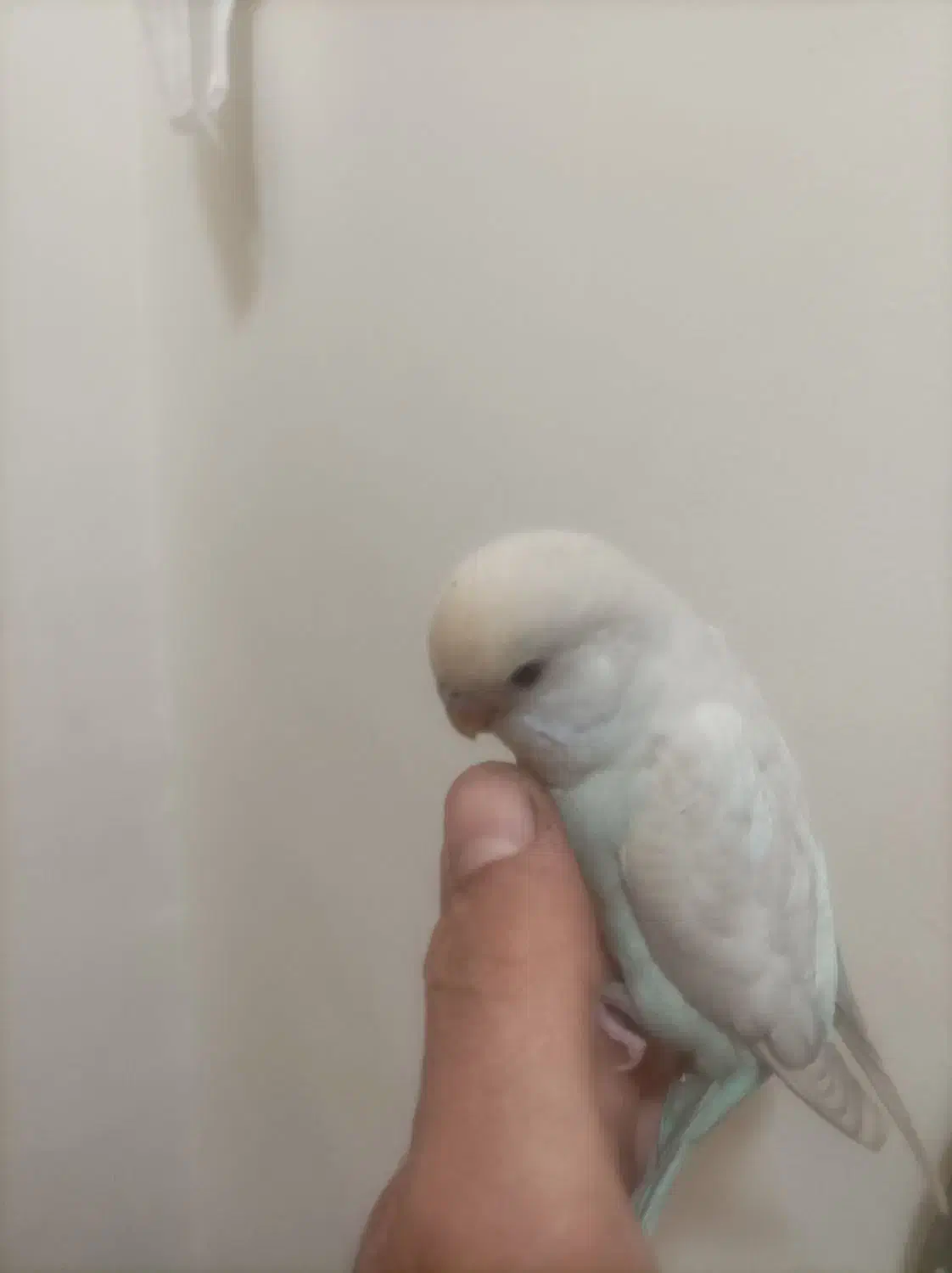 مرغ عشق دستی|پرنده|فردیس, نسترن شرقی|دیوار