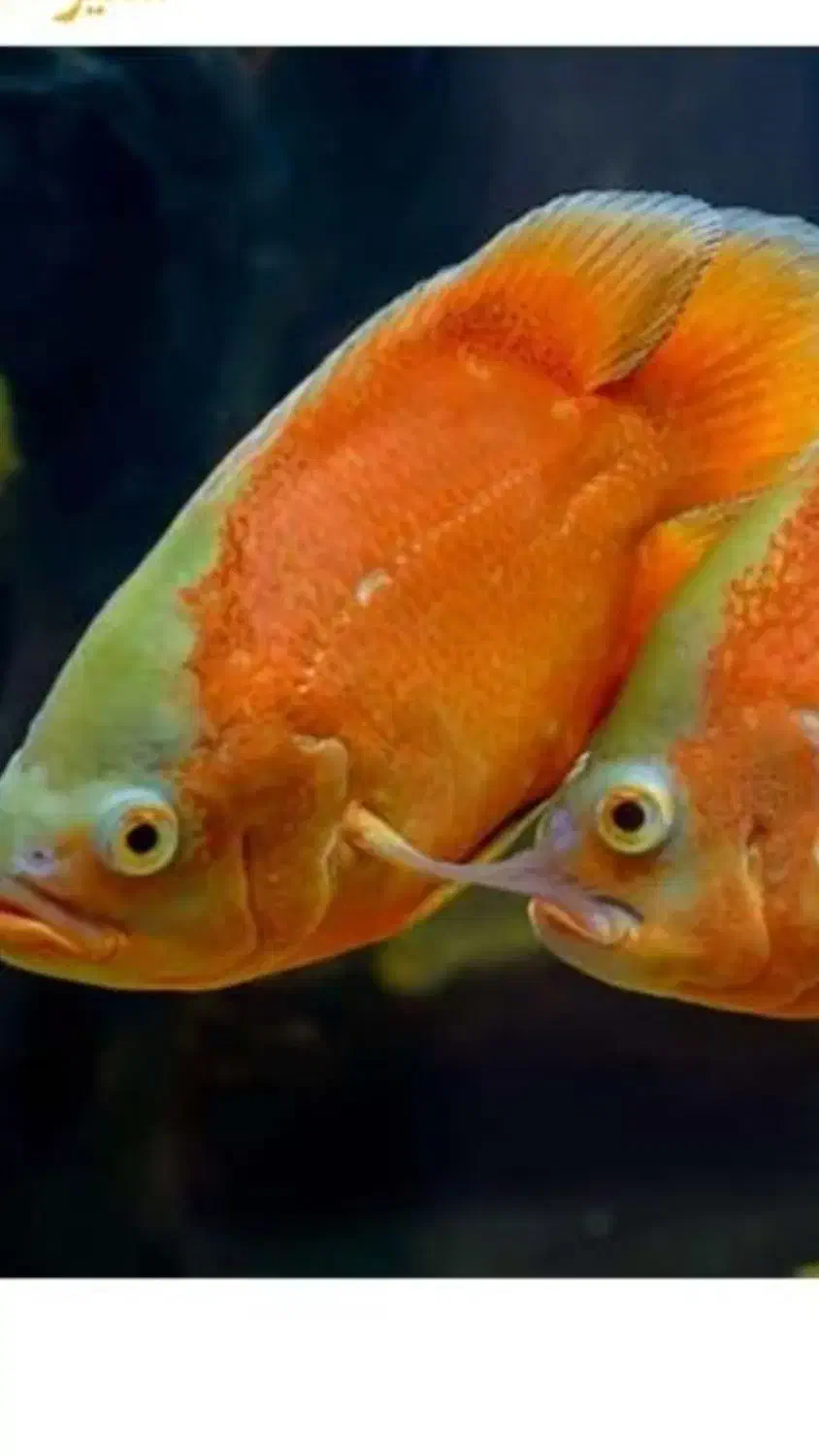 ۲عدد. اسکارپرتقالی ۱۷سانتی|ماهی|زابل, |دیوار