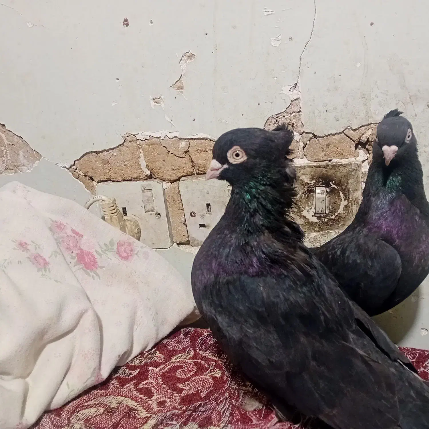 ابادانی تو حیاط بازی دارن|پرنده|فارسان, |دیوار