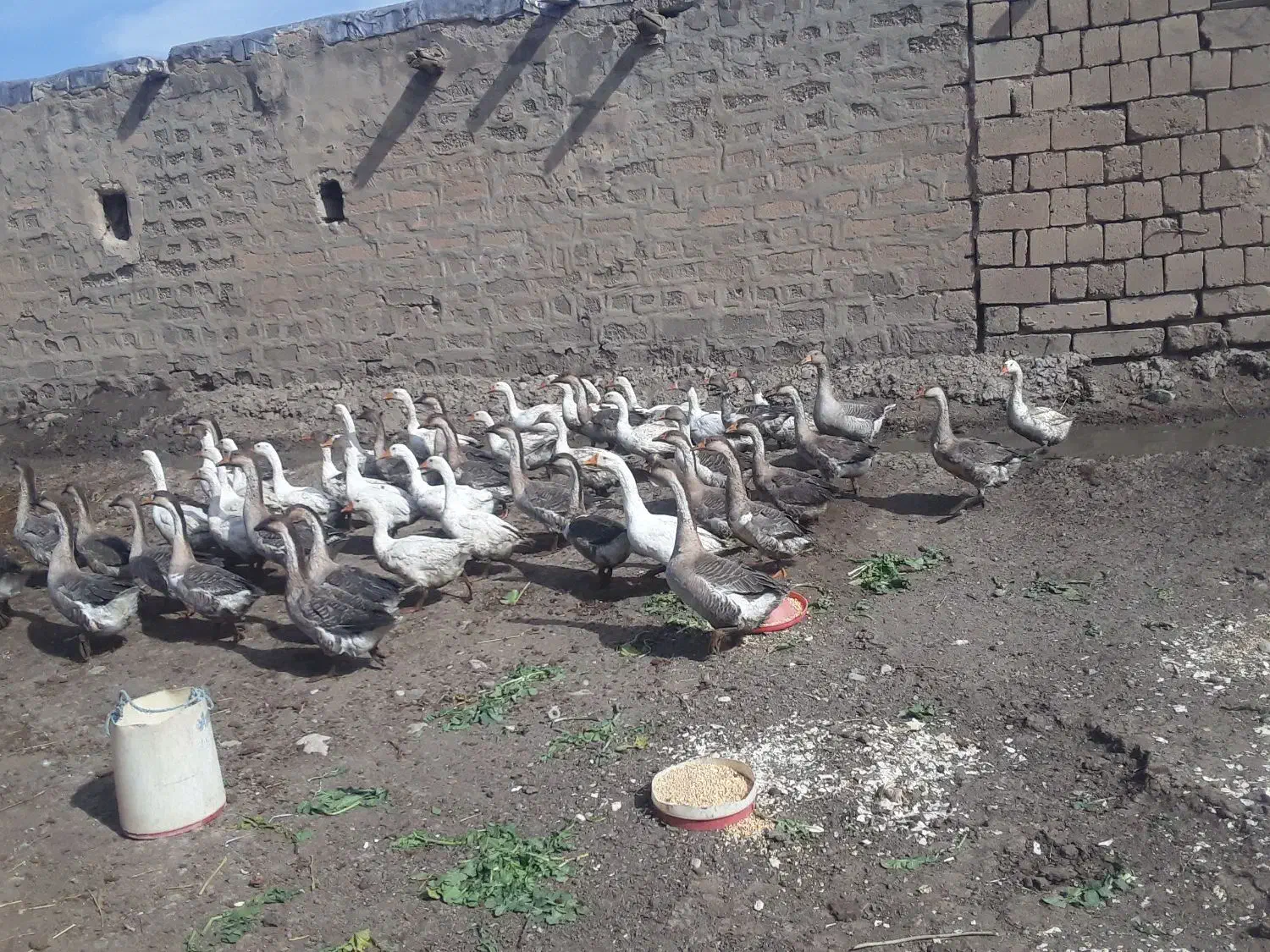 فروش قاز ها محلی|حیوانات مزرعه|ارومیه, |دیوار
