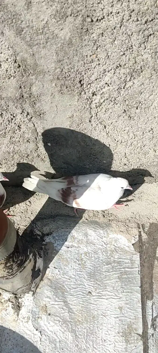 نباتی|حیوانات|بروجرد, |دیوار