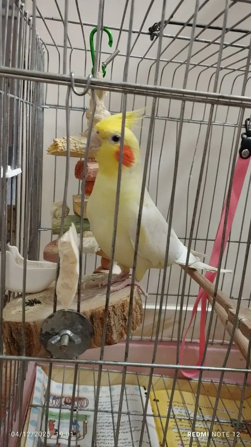 پرنده عروس هلندی|پرنده|تهران, چیذر|دیوار