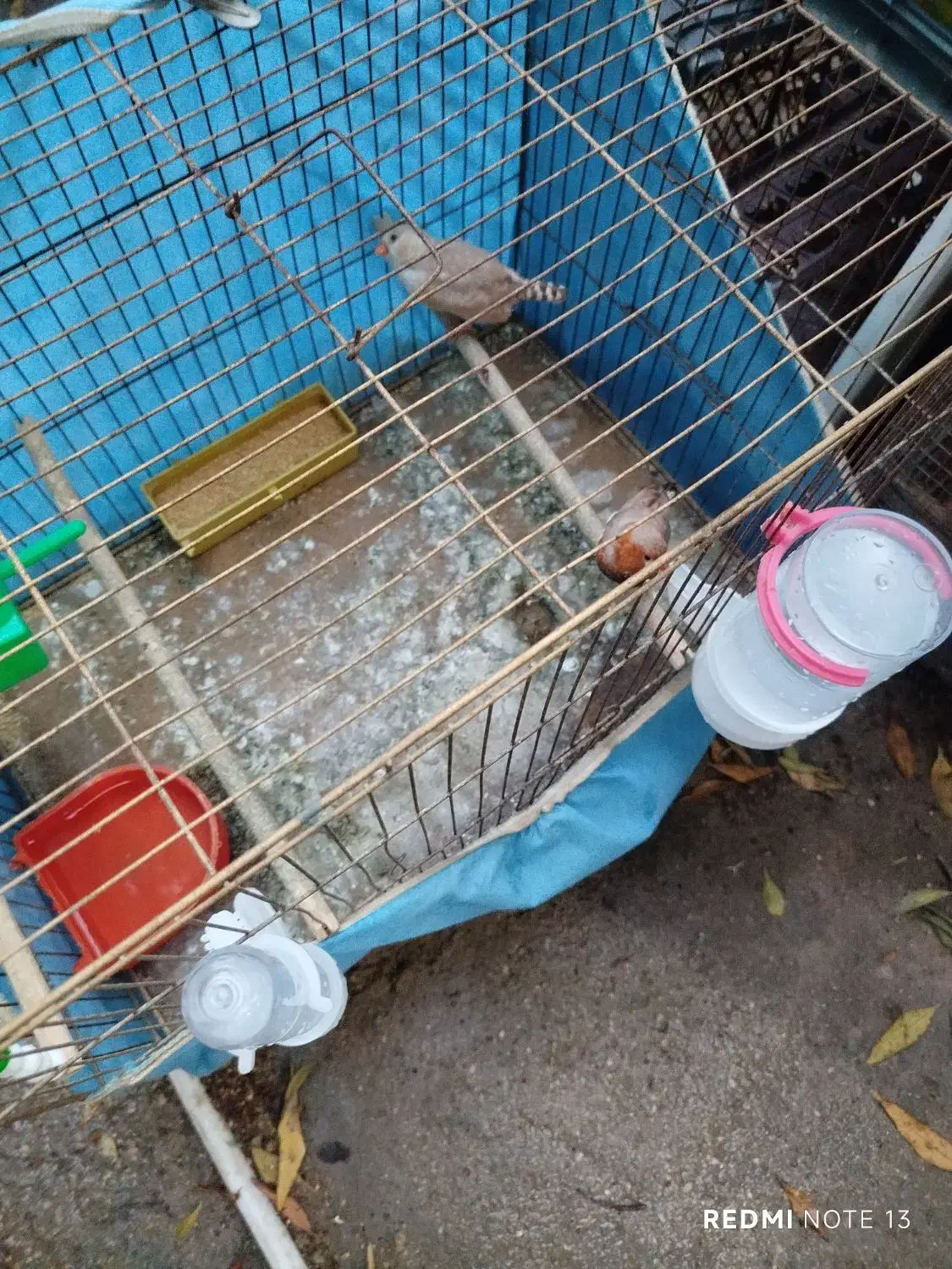 فنج اورنج فروشی|پرنده|بندرعباس, |دیوار