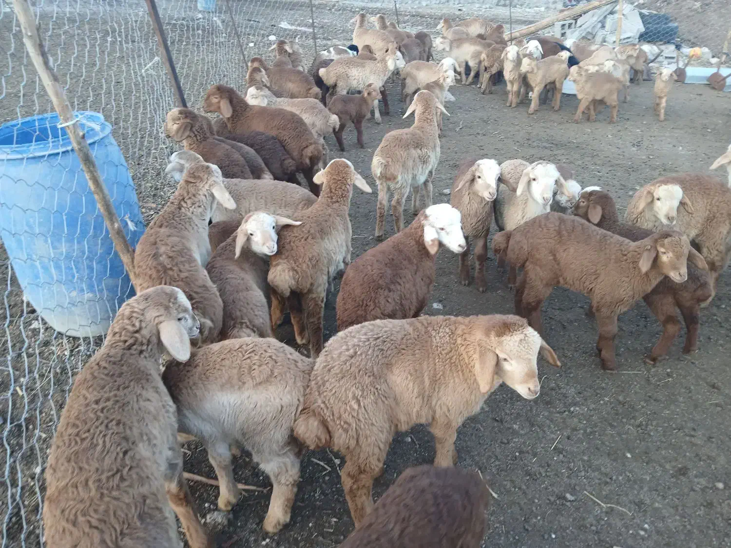 فروش گوسفند|حیوانات مزرعه|مشگین شهر, |دیوار