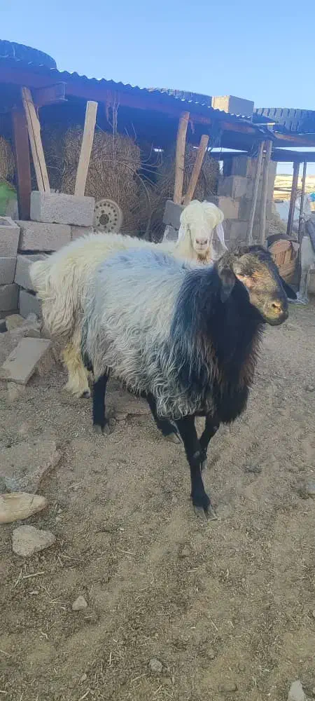 بره و قوچ هترو|حیوانات مزرعه|آباده, |دیوار