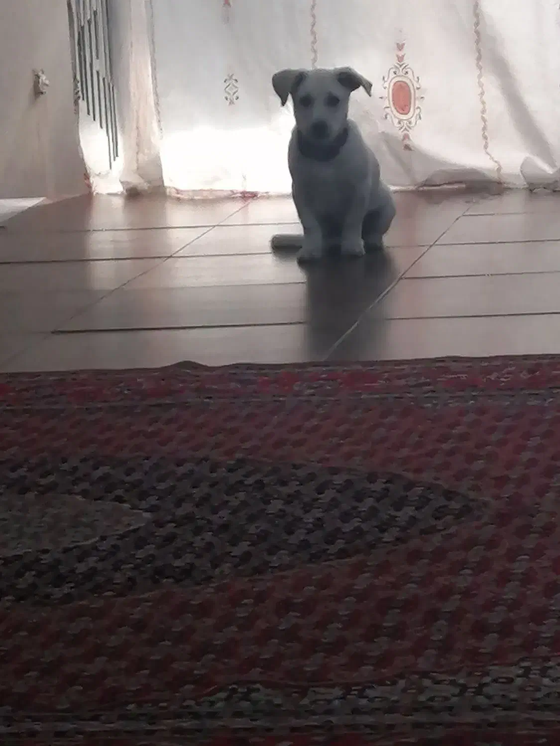 سگ گمشده|سگ|کرج, سیاه کلان|دیوار