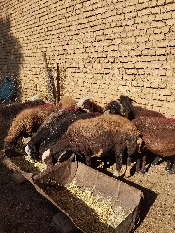 میش غزل افشار|حیوانات مزرعه|زنده رود, |دیوار