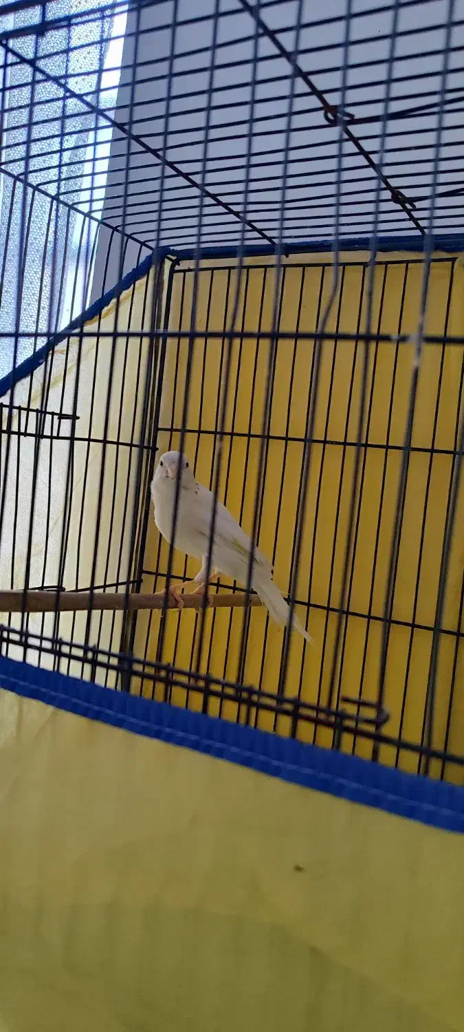 قناری نر سفید مست|پرنده|بروجرد, |دیوار