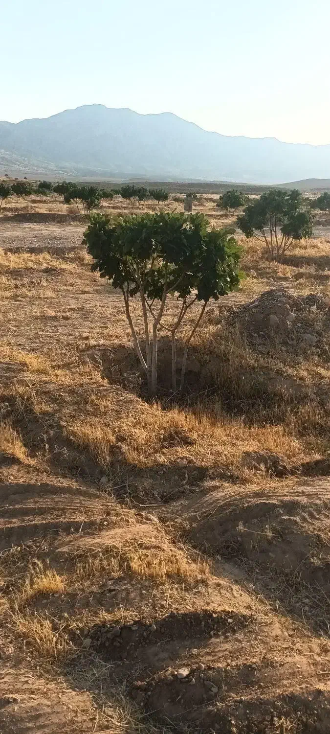 درخت انجیر|گل و گیاه طبیعی|فسا, |دیوار