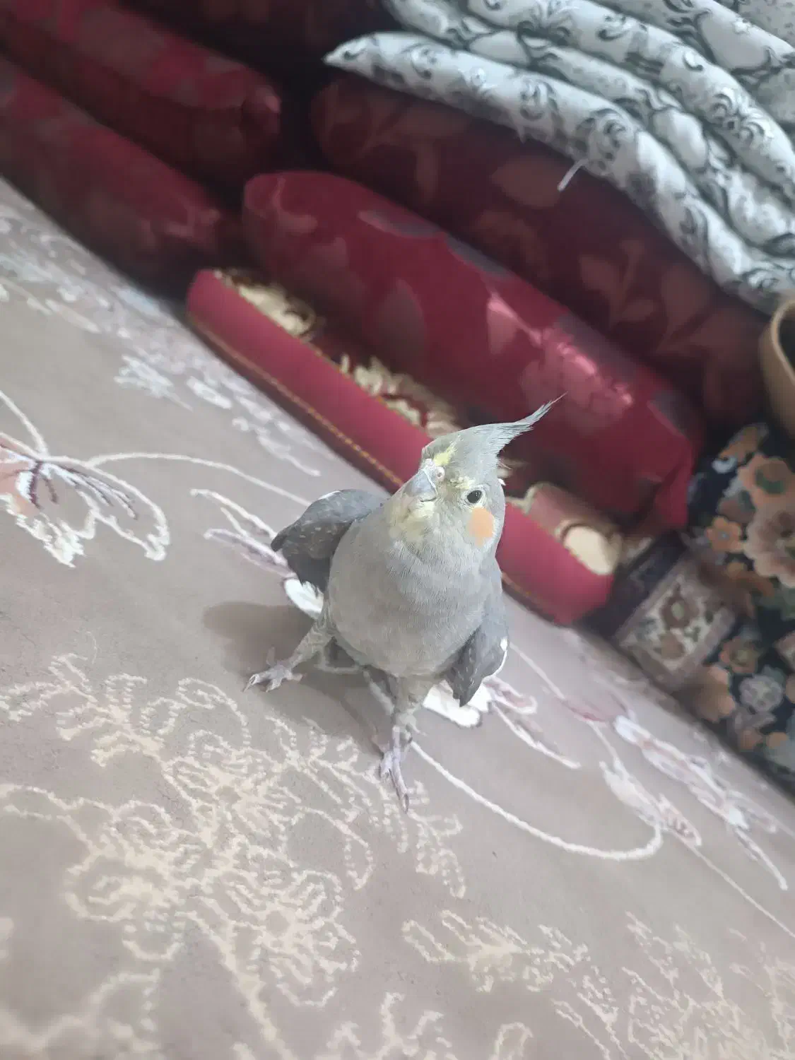 عروس هلندی|پرنده|فلارد, |دیوار