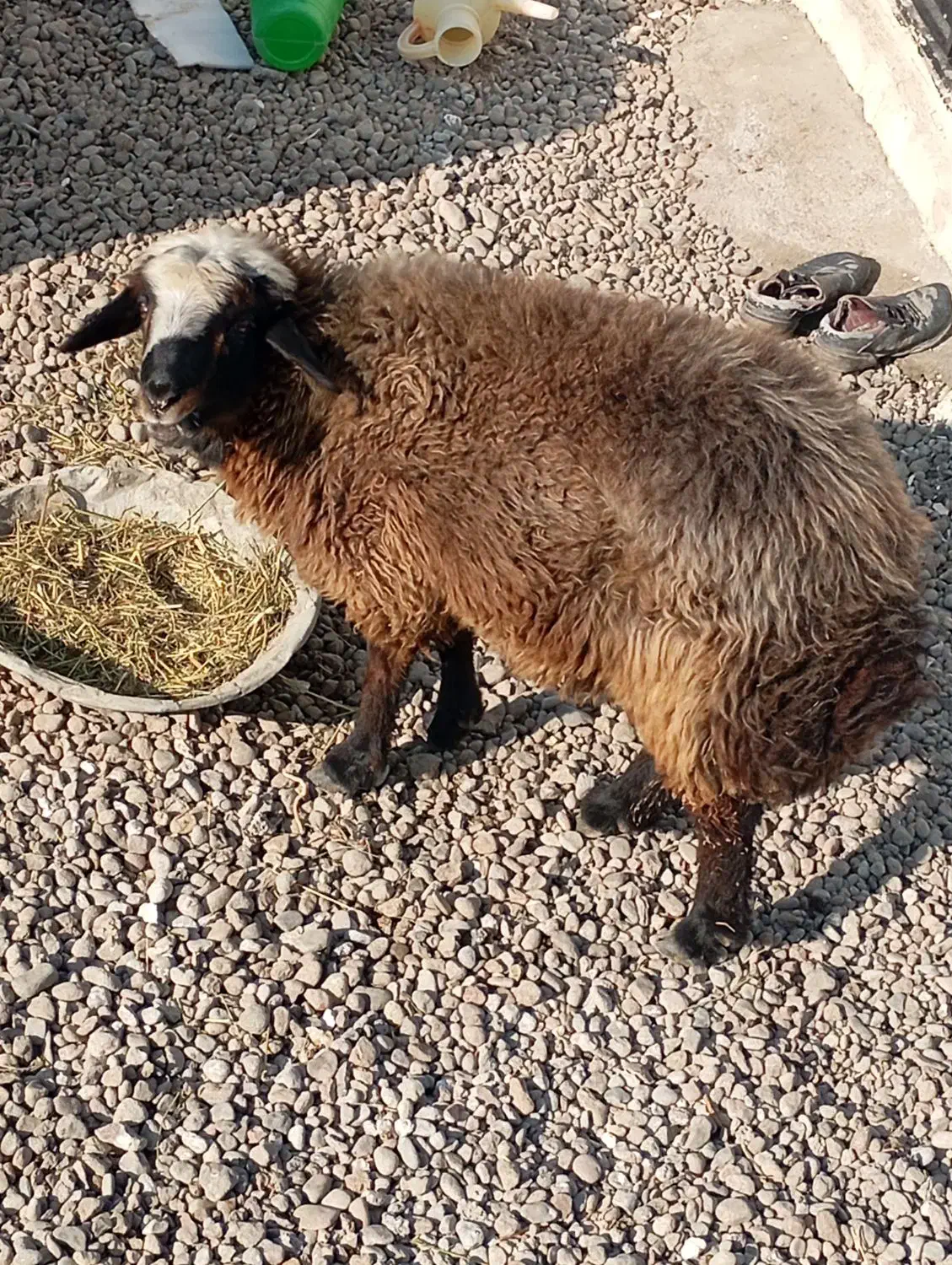 گوسفند نر شش ماهه|حیوانات مزرعه|ورزقان, |دیوار