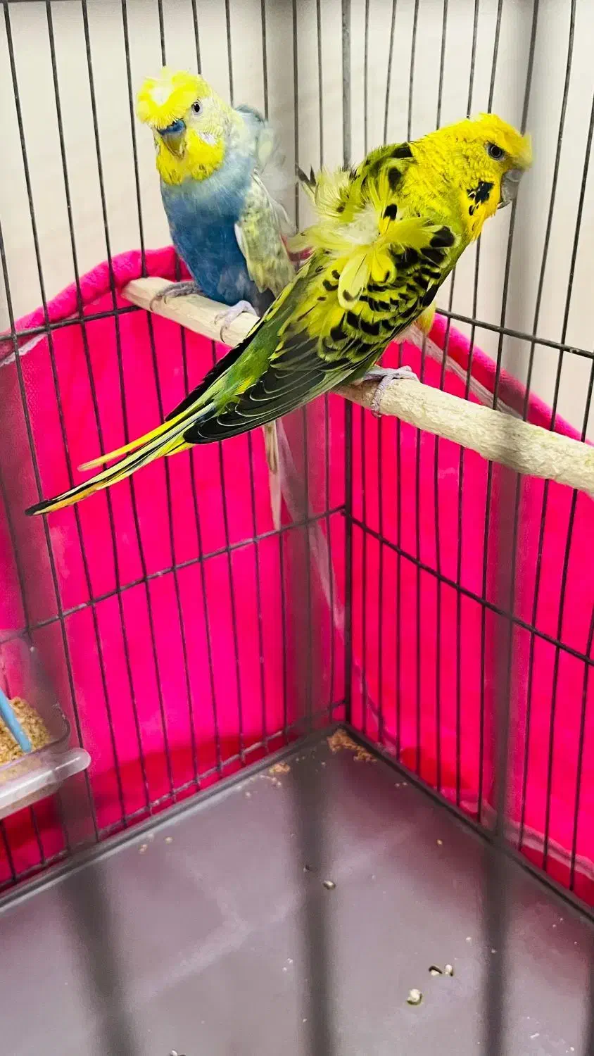 جفت مرغ عشق دوگُل با جوجه|پرنده|بندر ماهشهر, |دیوار