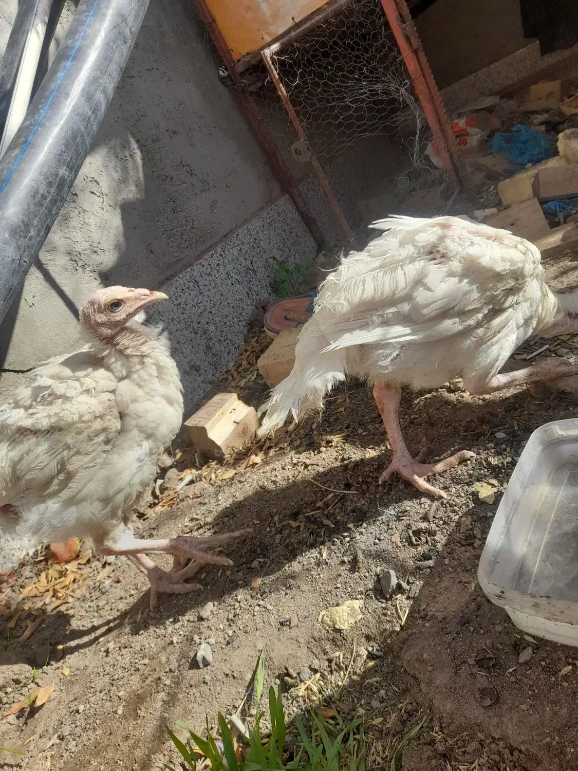 فروش ۲عدد جوجه بوقلمون|حیوانات مزرعه|سیرجان, |دیوار