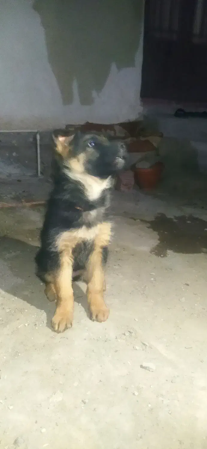 توله سگ فروشی|سگ|بم, |دیوار