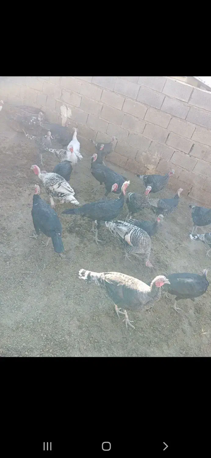 بوقلمون|حیوانات مزرعه|نورآباد, |دیوار